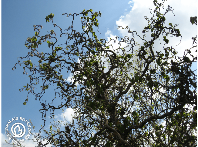 Corylus avellana   'Contorta'